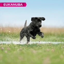 Eukanuba Developing Junior Large Breed Chicken Dry Dog Food - 12kg By Eukanuba -Pattes Douces Store Eukanuba Developing Junior Large Breed Chicken Dog food 12 kg 3