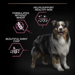 PRO PLAN Medium & Large Adult Senior Dry Dog Food Sensitive Skin 7+ Rich In Salmon - 3kg By Pro Plan 14 PRO PLAN Medium & Large Adult Senior Dry Dog Food Sensitive Skin 7+ Rich In Salmon - 3kg By Pro Plan -Pattes Douces Store Pro Plan Medium Large Adult 7 For Sensitive Skin With OPTIDERMA Salmon Dry Dog Food 3kg 4