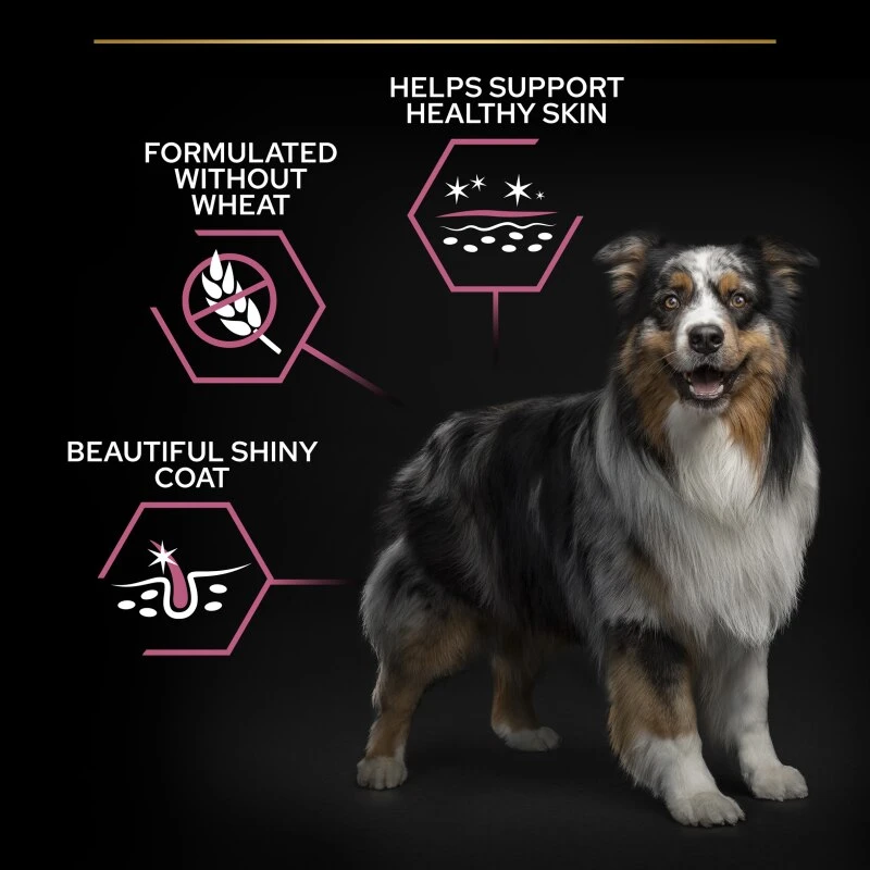 PRO PLAN Medium & Large Adult Senior Dry Dog Food Sensitive Skin 7+ Rich In Salmon - 3kg By Pro Plan 4 PRO PLAN Medium & Large Adult Senior Dry Dog Food Sensitive Skin 7+ Rich In Salmon - 3kg By Pro Plan - Image 4