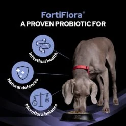 Pro Plan Veterinary Diet FortiFlora Canine Probiotic - 30 X 1g By Pro Plan Veterinary Diet -Pattes Douces Store Purina Veterinary Diet Canine Fortiflora Dog Supplement 30x1G 7