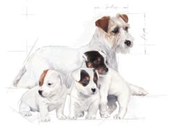 Royal Canin Baby Dog Milk Puppy Food - 400g By Royal Canin -Pattes Douces Store Royal Canin Baby Dog Milk 400g 3