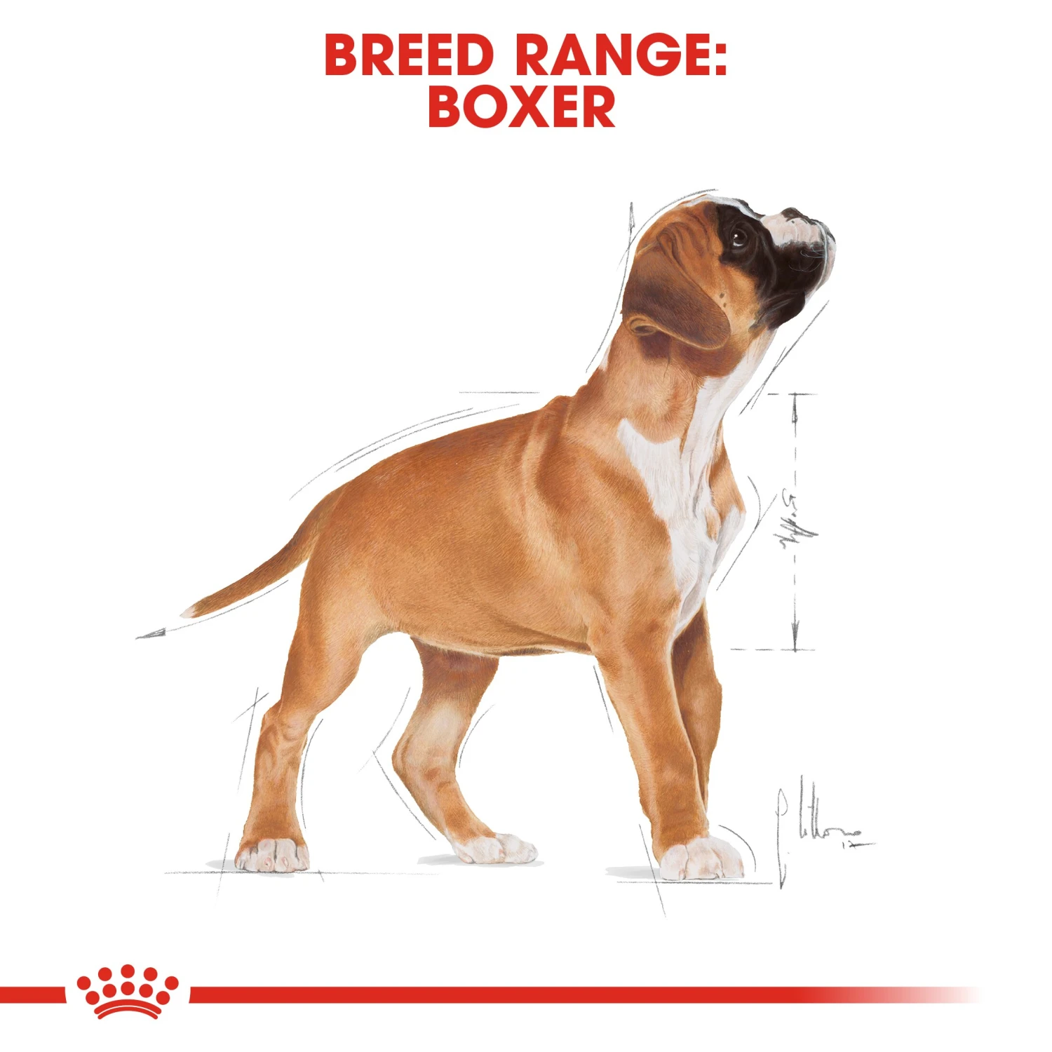 Royal Canin Canine Puppy Boxer Dry Dog Food - 3kg By Royal Canin 6 Royal Canin Canine Puppy Boxer Dry Dog Food - 3kg By Royal Canin - Image 6