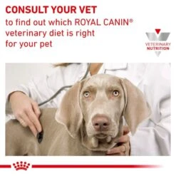 Royal Canin Veterinary Diet Canine/Feline Recovery Wet Cat/Dog Food - 12 X 195g By Royal Canin Veterinary Diet -Pattes Douces Store Royal Canin Canine Feline Recovery Wet Cat Dog Food 12 x 195G 6