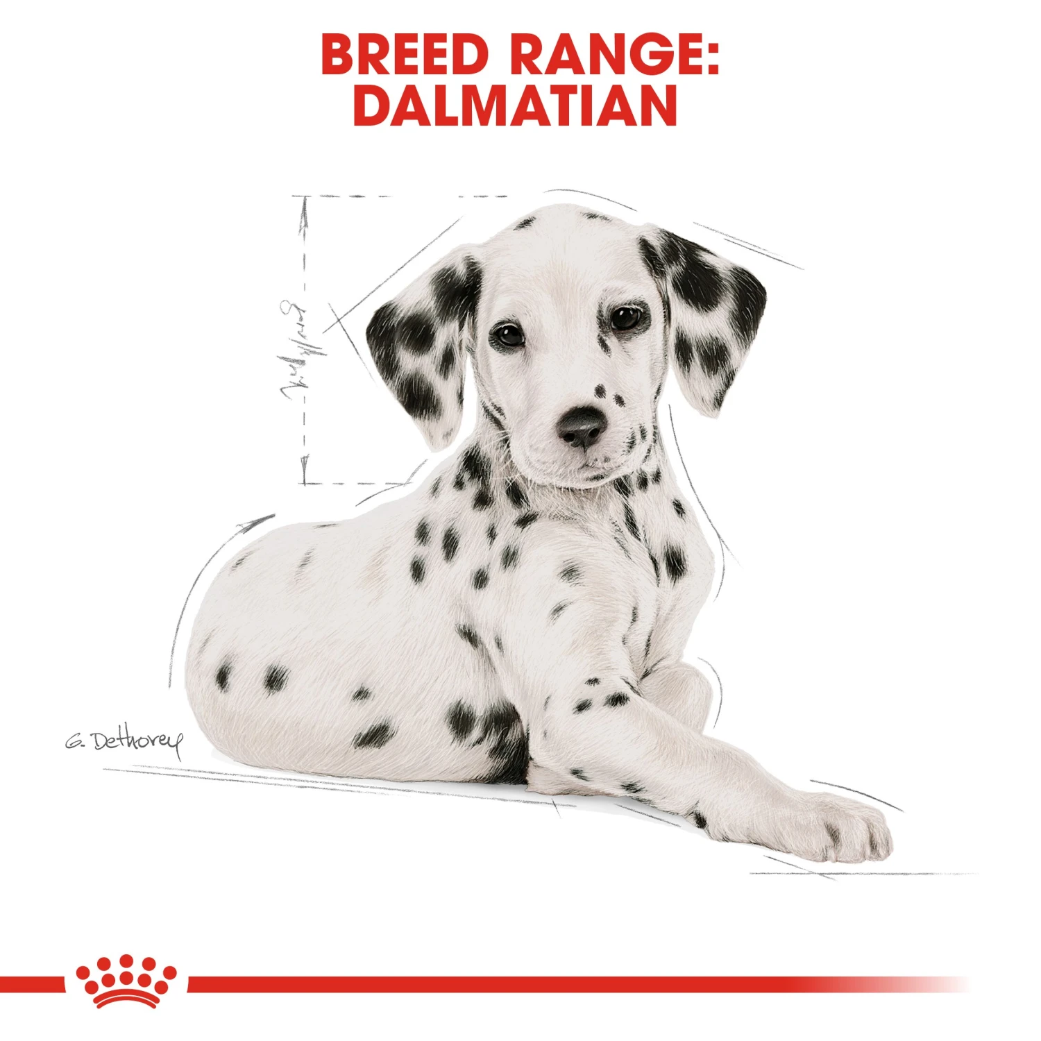 Royal Canin Dalmatian Puppy Dry Dog Food - 12kg By Royal Canin 6 Royal Canin Dalmatian Puppy Dry Dog Food - 12kg By Royal Canin - Image 6