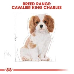 Royal Canin Puppy Cavalier King Charles Dry Dog Food - 1.5kg By Royal Canin -Pattes Douces Store Royal Canin Cavalier King Charles Junior Dry Dog Food 1 5kg 5