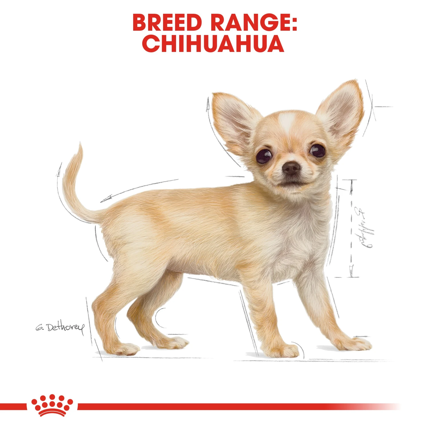 Royal Canin Puppy Chihuahua Dry Dog Food - 1.5kg By Royal Canin 6 Royal Canin Puppy Chihuahua Dry Dog Food - 1.5kg By Royal Canin - Image 6