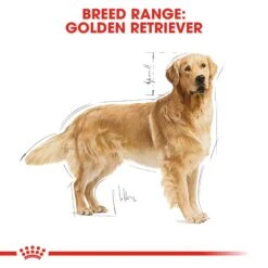 Royal Canin Adult Golden Retriever Dry Dog Food - 12kg By Royal Canin -Pattes Douces Store Royal Canin Golden Retriever Adult Dry Dog Food 12kg 2