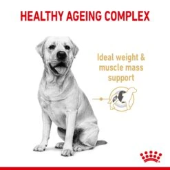 Royal Canin Labrador Retriever Adult 5+ Dry Dog Food - 12kg By Royal Canin -Pattes Douces Store Royal Canin Labrador Retriever Adult 5 Dry Dog Food 12kg 3