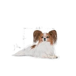 Royal Canin X-Small 12+ Senior Dry Dog Food - 1.5kg By Royal Canin -Pattes Douces Store Royal Canin X Small 12 Senior Dog Food 1 5kg 8